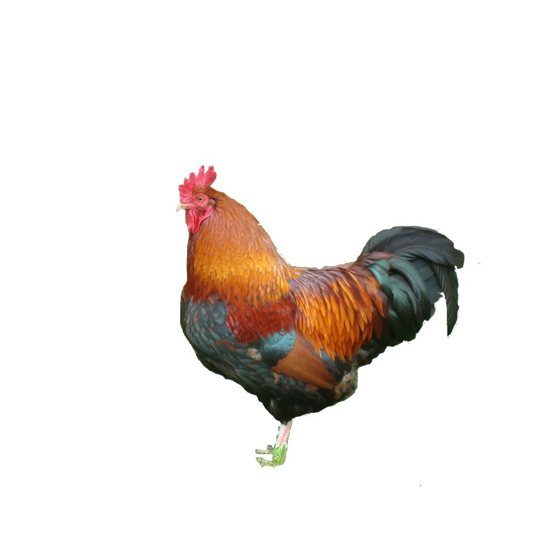 Chicken Chicken