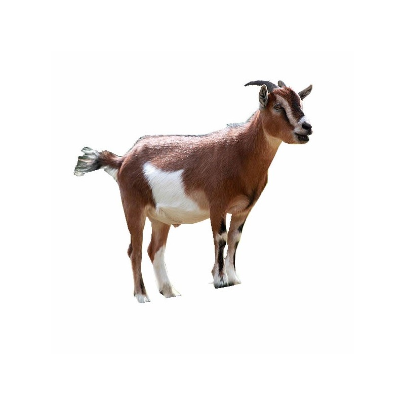 Goat (MBUZI)