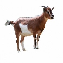Goat (MBUZI)