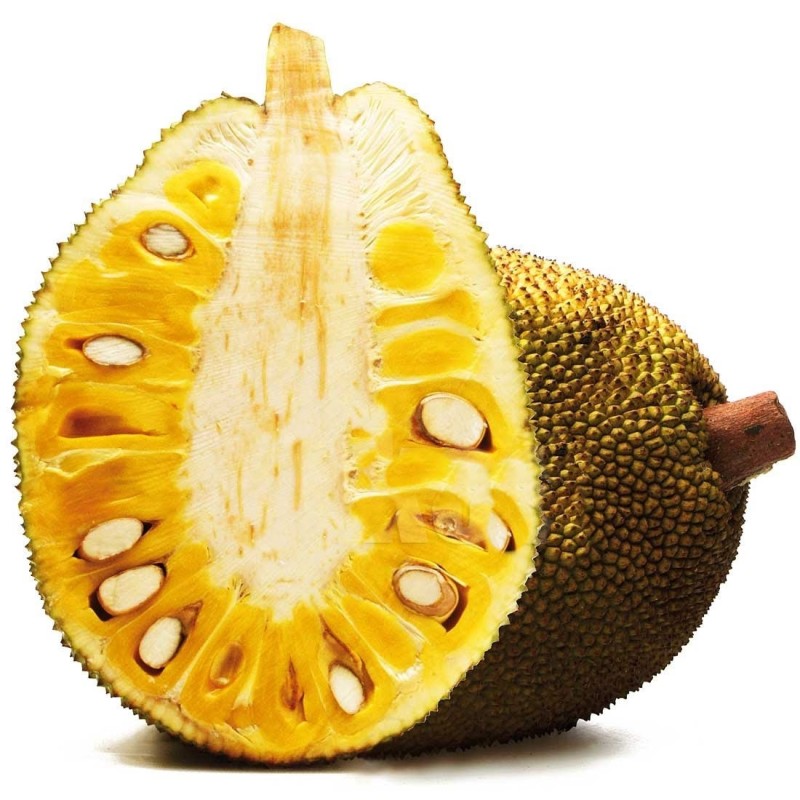 Jack Fruit Fresh (Fenne) Jack Fruit Fresh (Fenne)