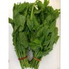 Fresh Spinach kampala