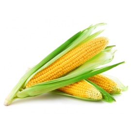 Fresh Corn maize (Kasooli) Large Each