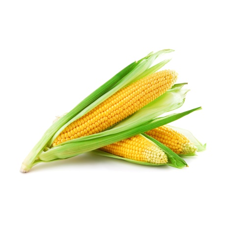 Fresh Corn maize (Kasooli) Large Each