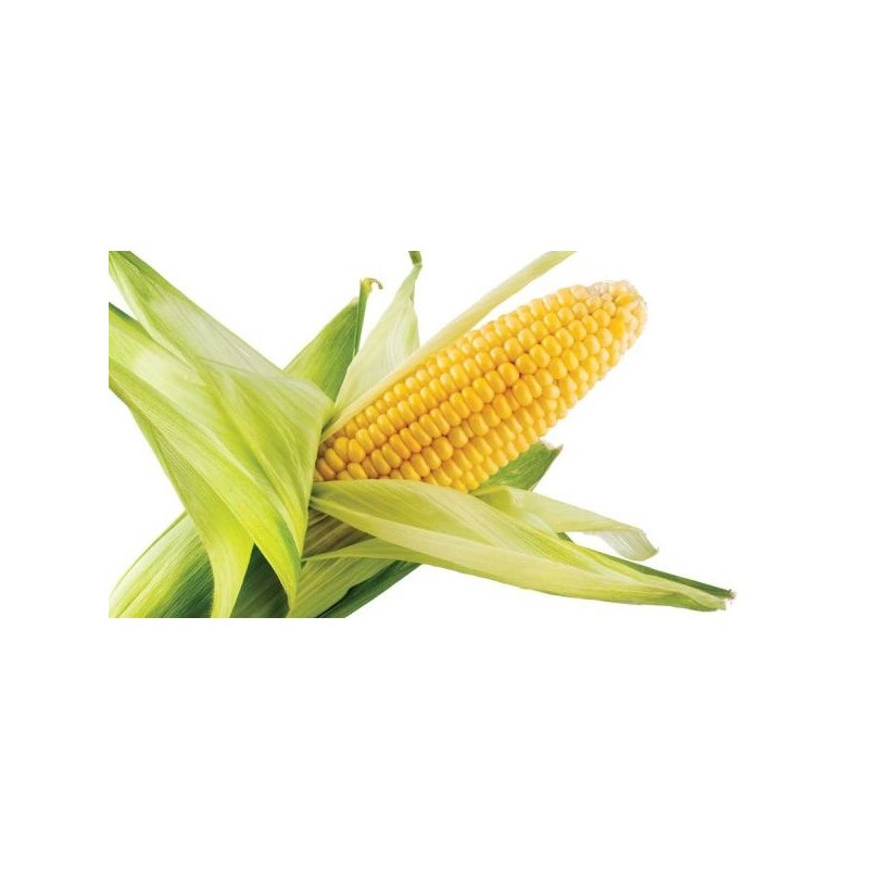 Fresh Corn maize (Kasooli) Large Each