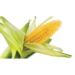 Fresh Corn maize (Kasooli) Large Each