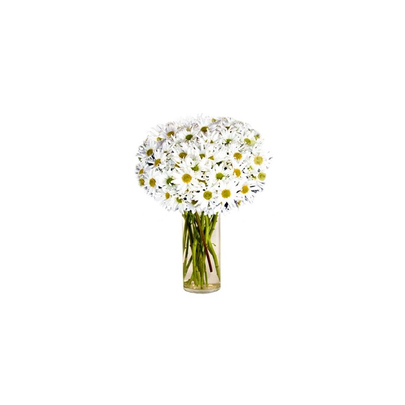White Mum Flowers White Mum Flowers