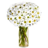 White Mum Flowers