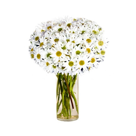 White Mum Flowers