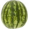 water melon Uganda