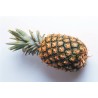 Buy Online Tasty and Juicy Pineapples in  Kampala