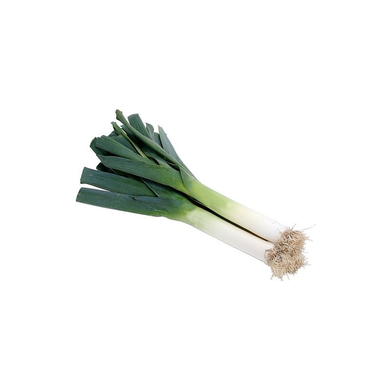 Leek Leek