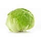  Fresh lettuce