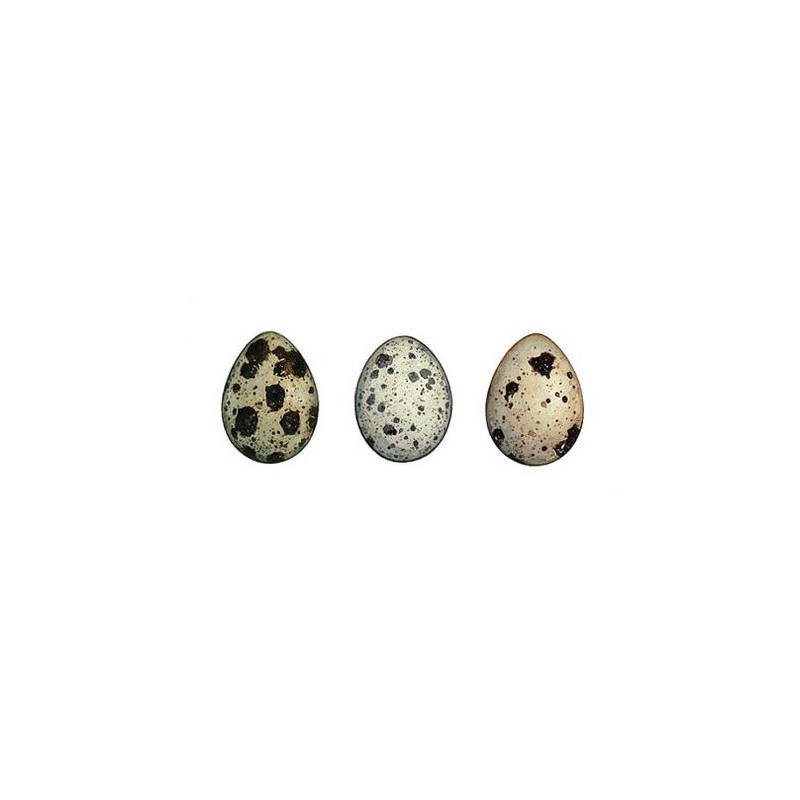 Cliff Quails Eggs (1X12) Cliff Quails Eggs (1X12)