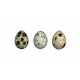 Cliff Quails  Eggs  (1X12) 