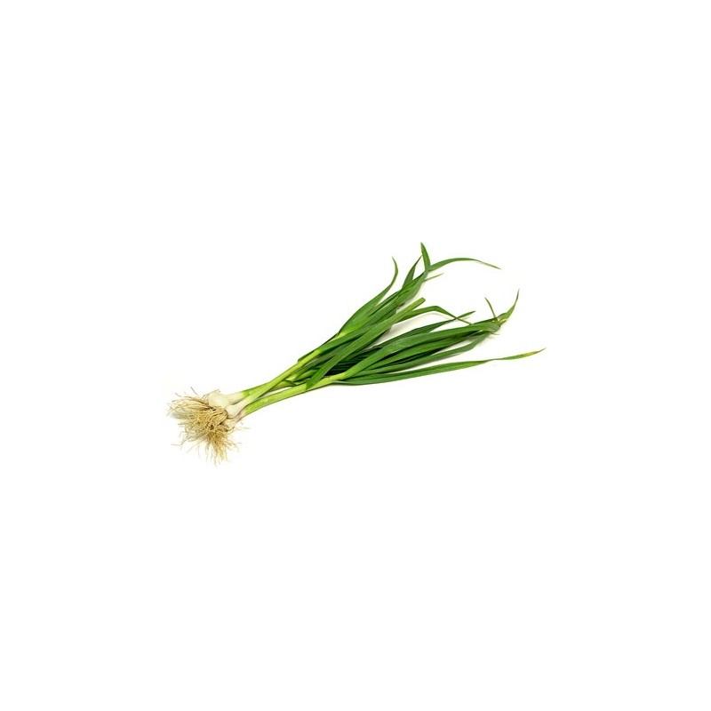 Fresh Green Garlic Chives 300G Fresh Green Garlic Chives 300G