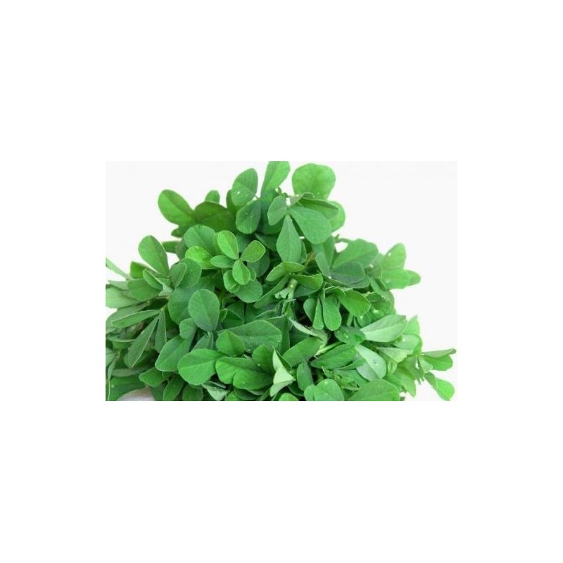 Fresh Fenugreek Leaves 300g Fresh Fenugreek Leaves 300g